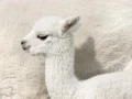 My Alpaca Kołdra Alpaka Letnia 160x200.webp